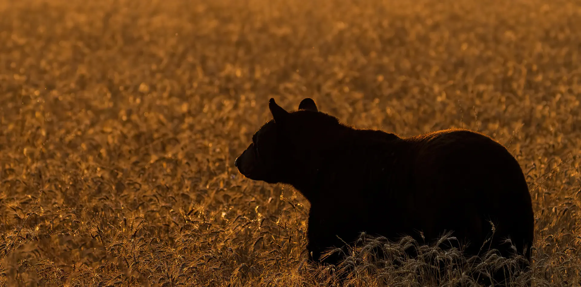 Sun bear silhouette at golden hour