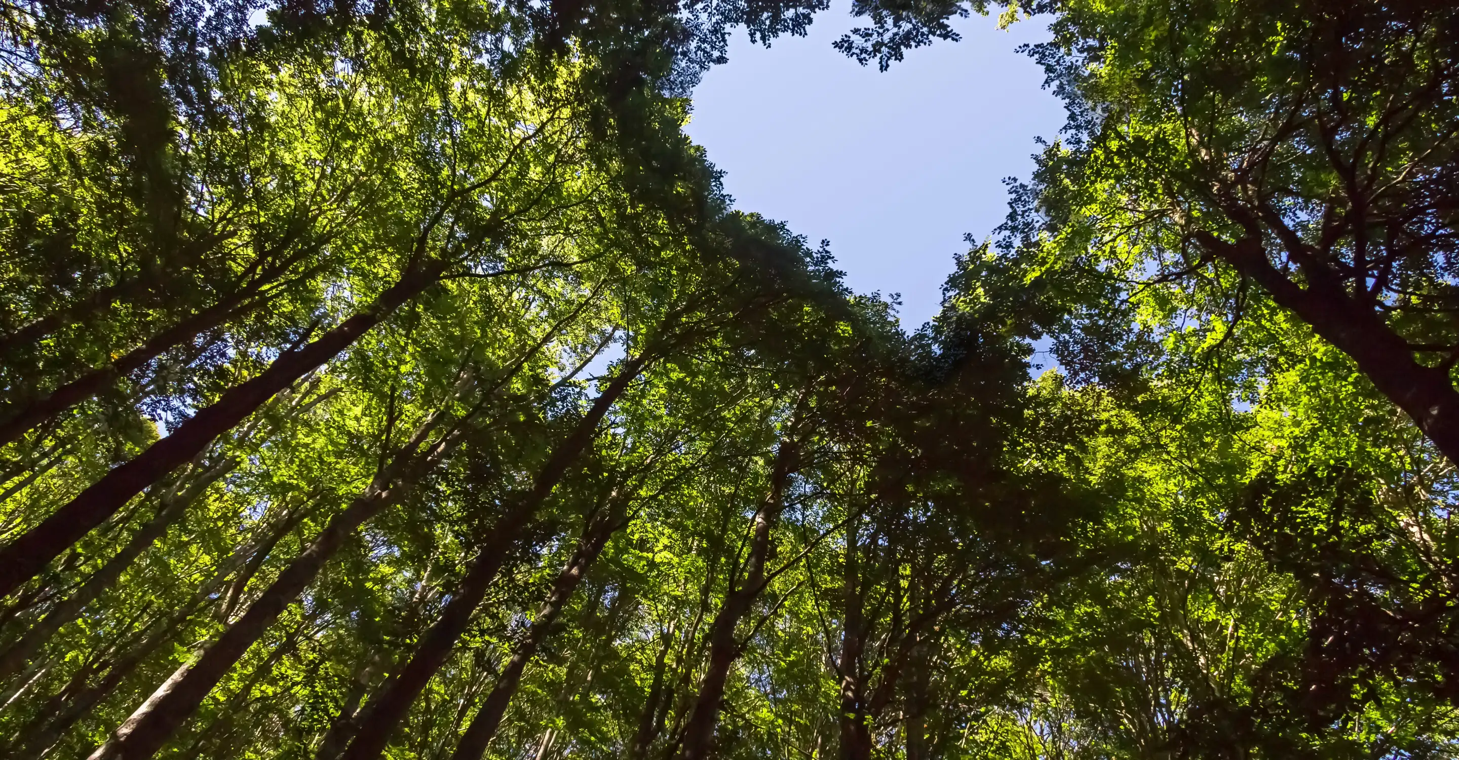 Sustainability